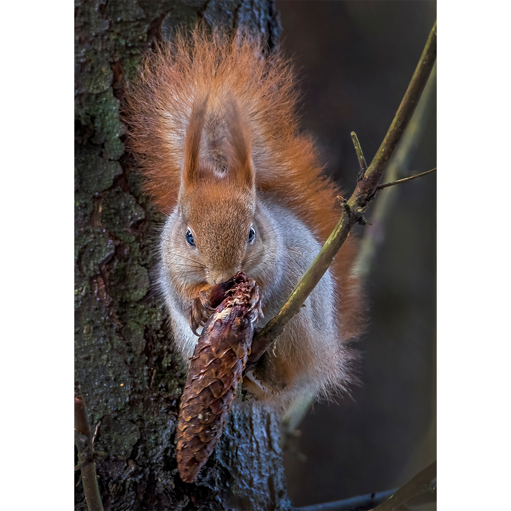 Red Squirrel Post Stone