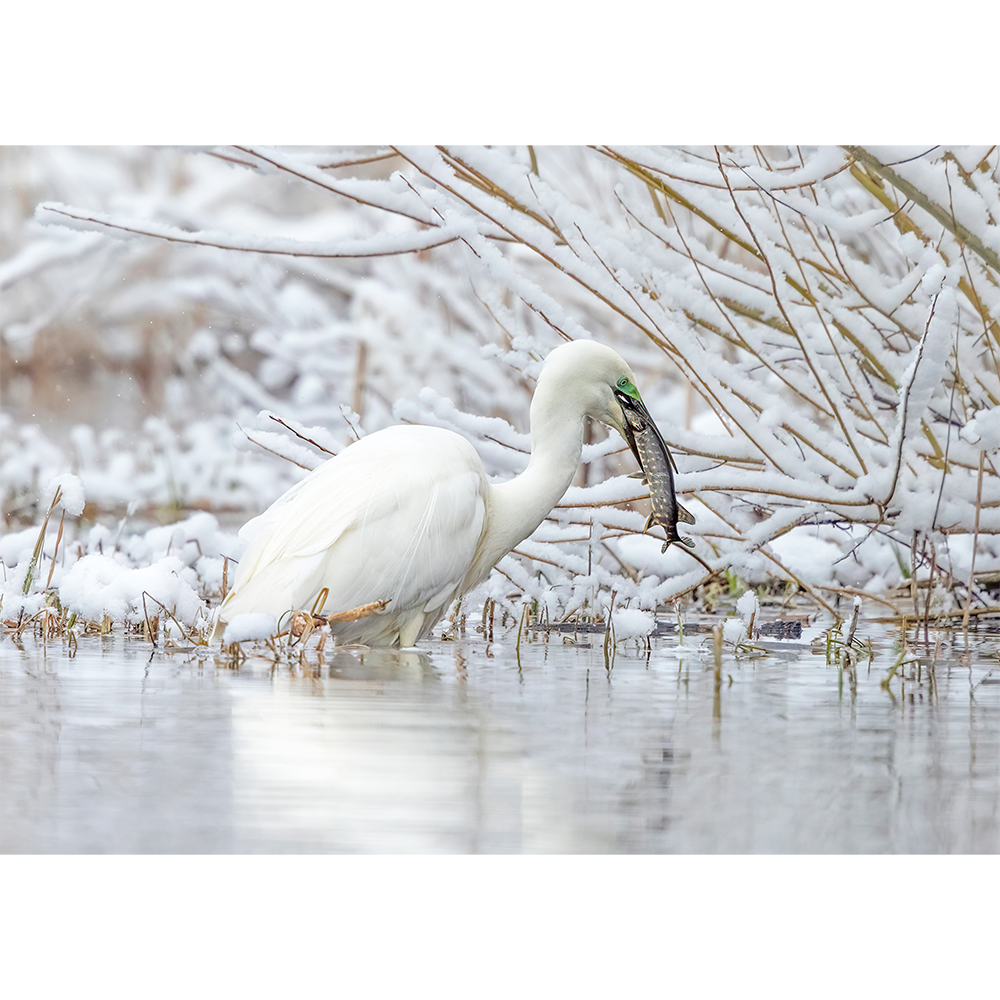 Great White Egret