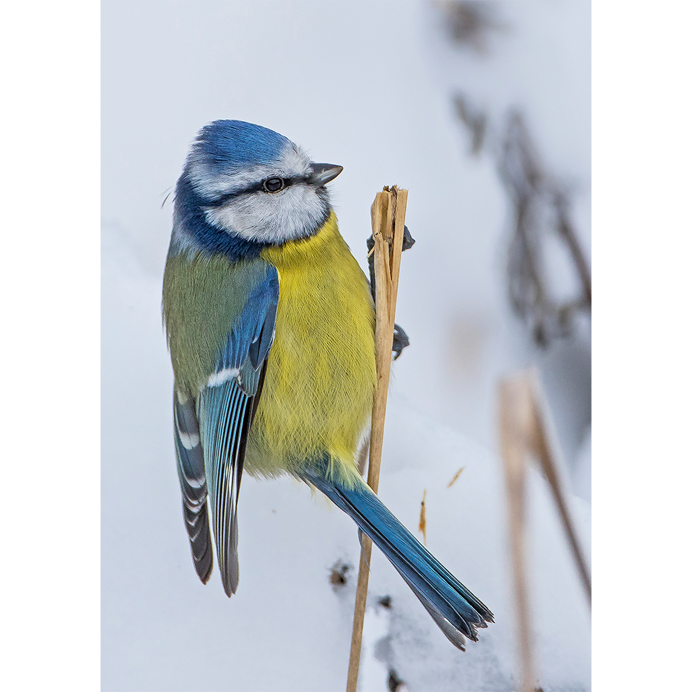 Eurasian Blue Tit