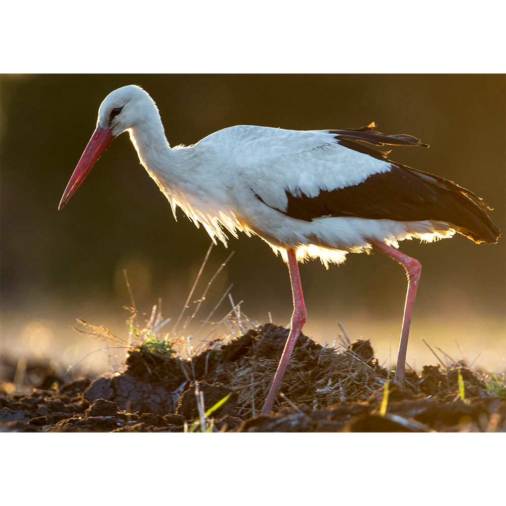 Stork