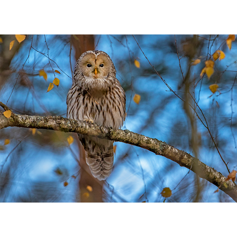 Ural Owl