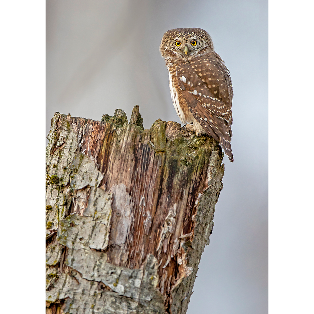 Eurasian Pygmy Owl