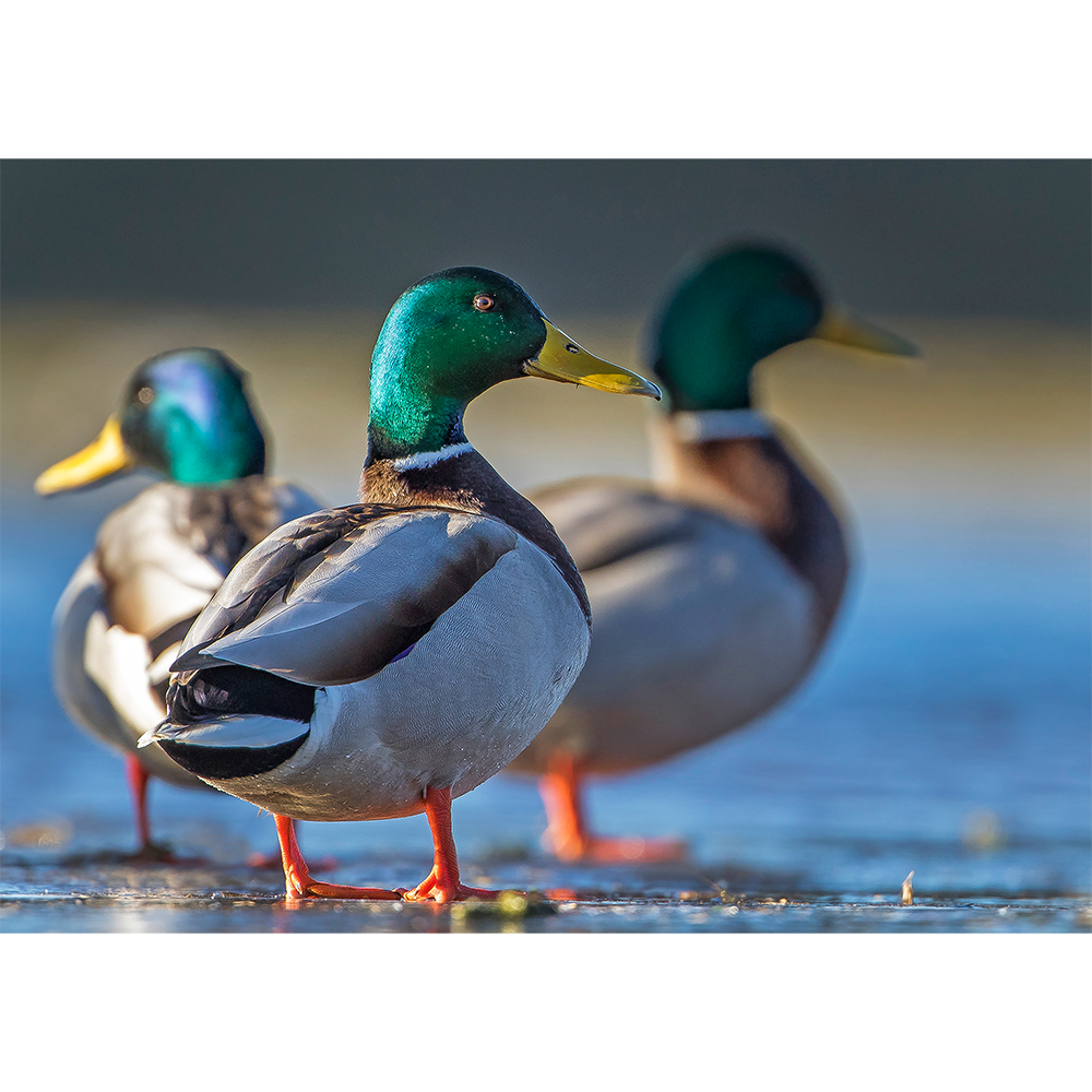 Mallard