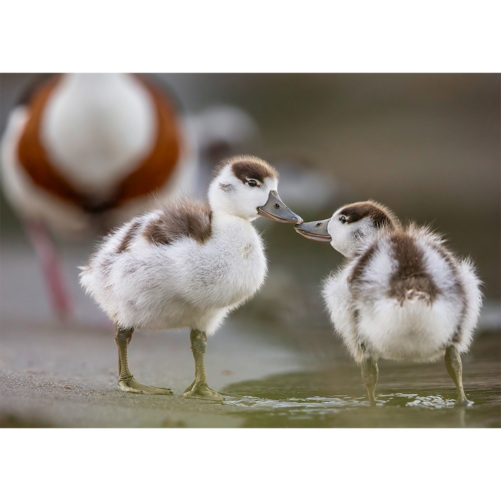 Common Shelduck