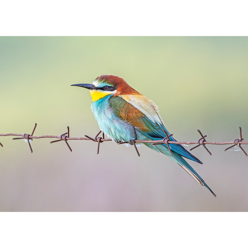 European Bee-eater