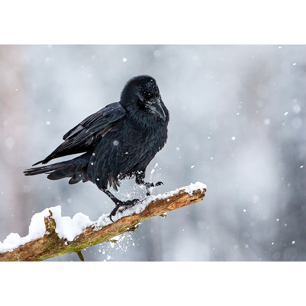 Common Raven