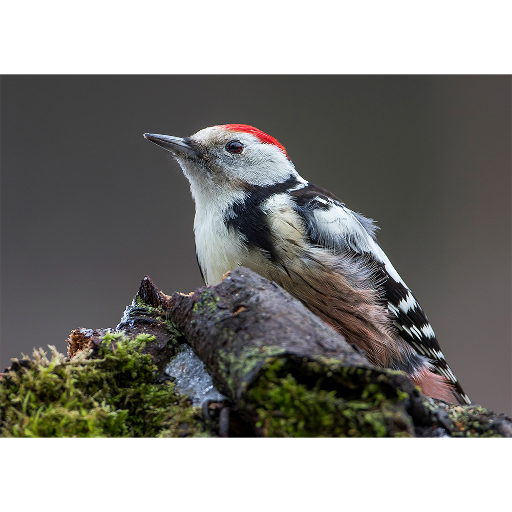 Middle Spotted Woodpecker