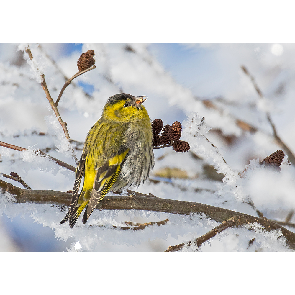 Eurasian Siskin