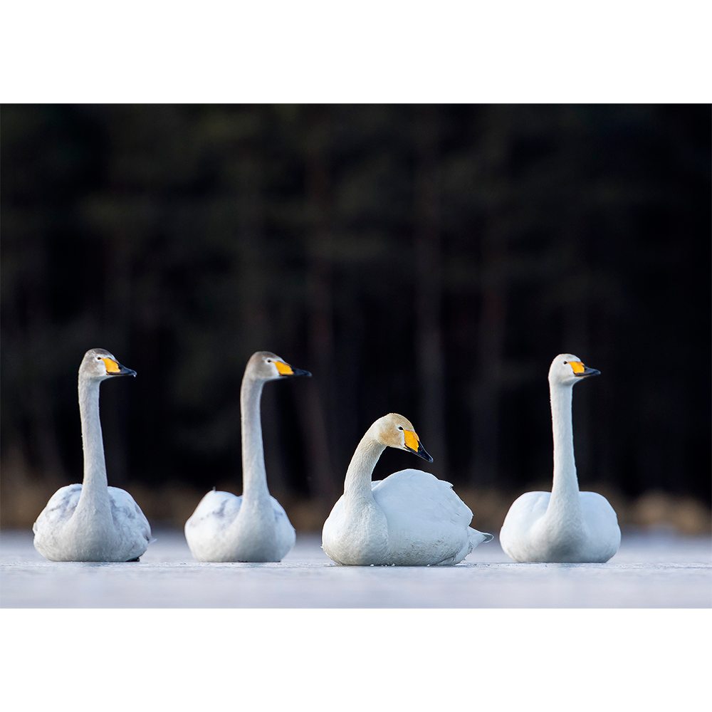 Whooper Swan