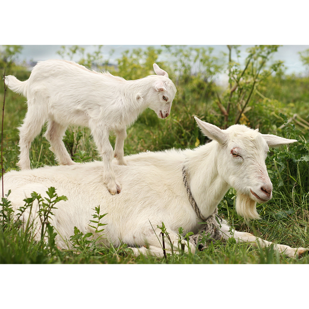 Goat Family Harmony