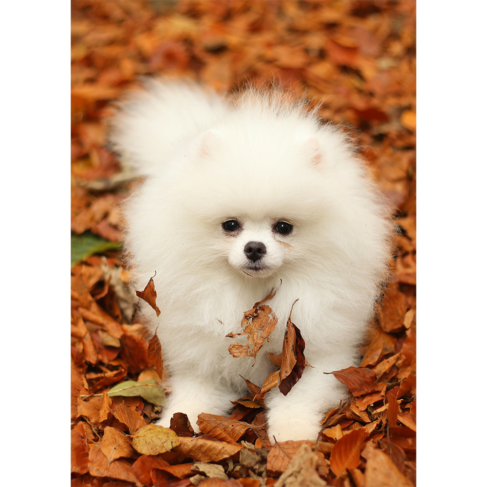 Puppy’s Playtime in the Fall