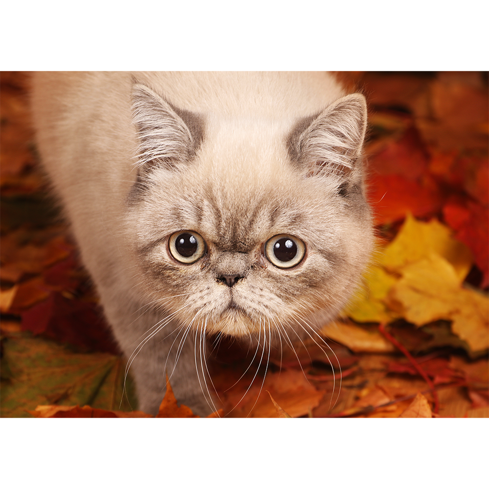 The Cat’s Autumn Exploration