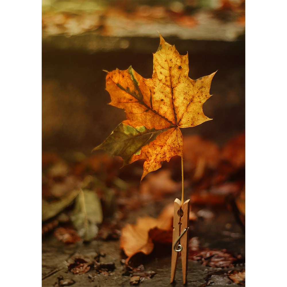 One Leaf, One Autumn Day