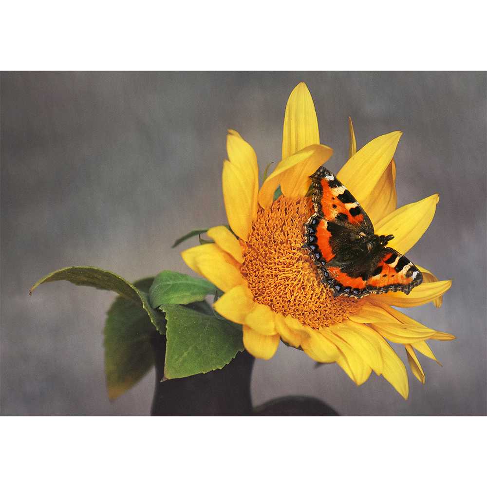 The Sunflower and Its Winged Friend