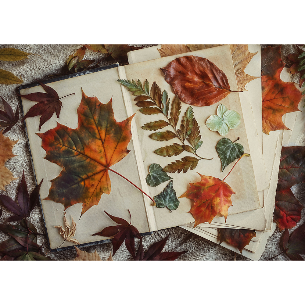 Pages of Fall