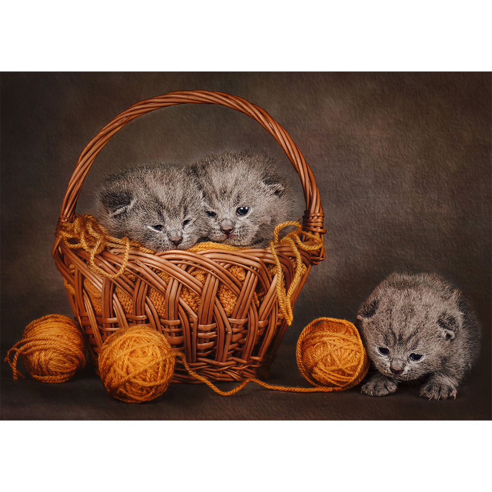 Basket of Meow-knits