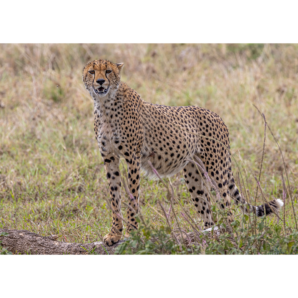 Cheetah
