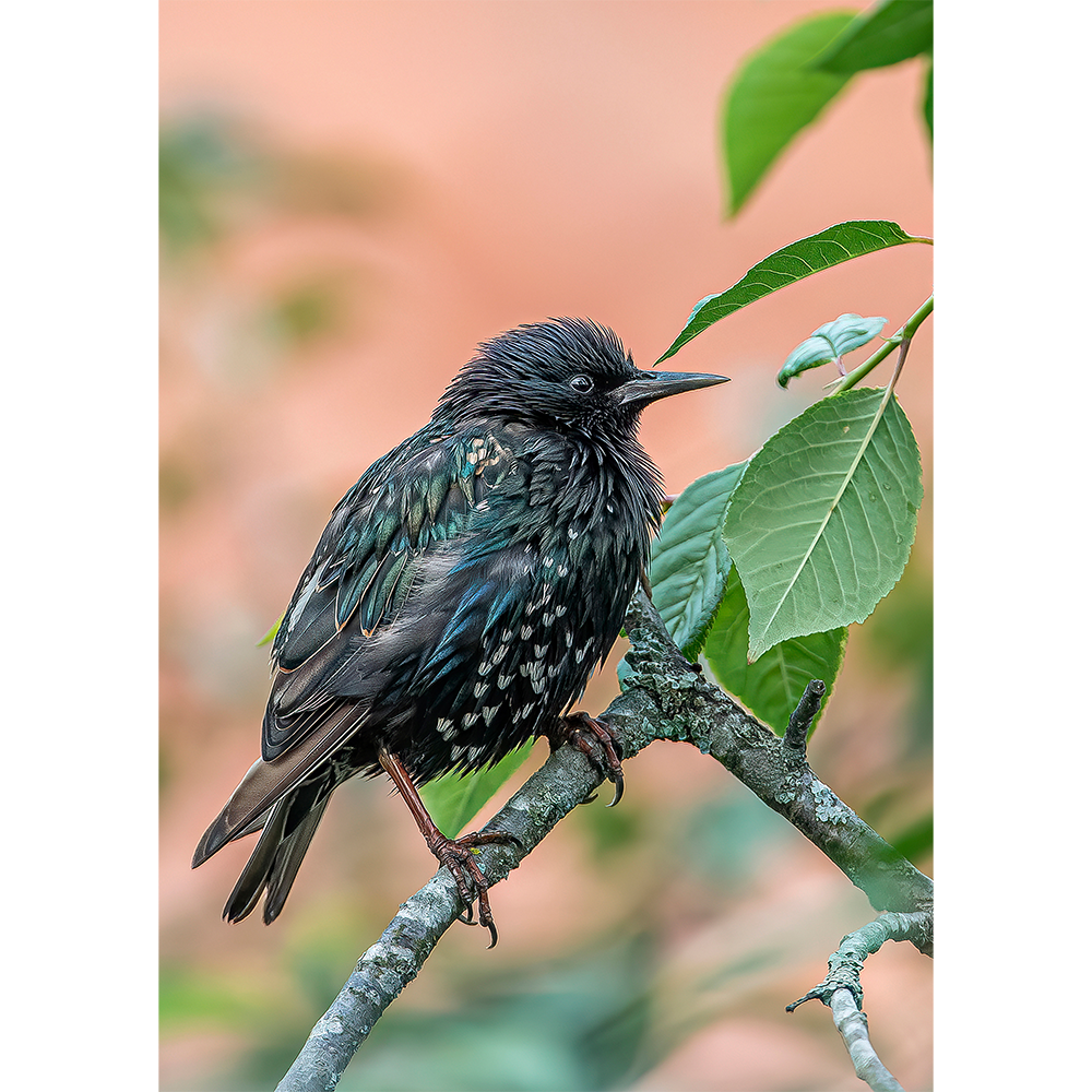 Common Starling