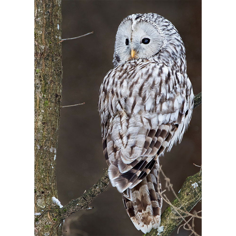 Ural Owl