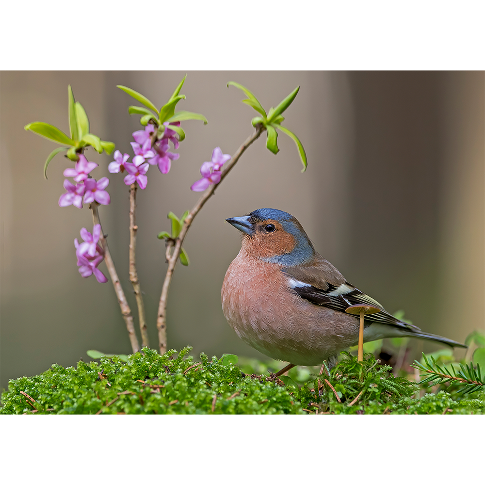 Common Chaffinch