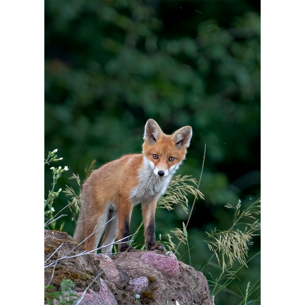 Red Fox