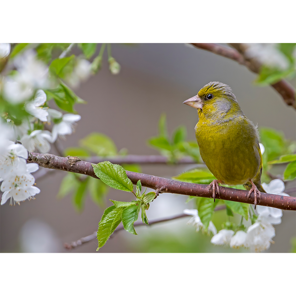 European Greenfinch