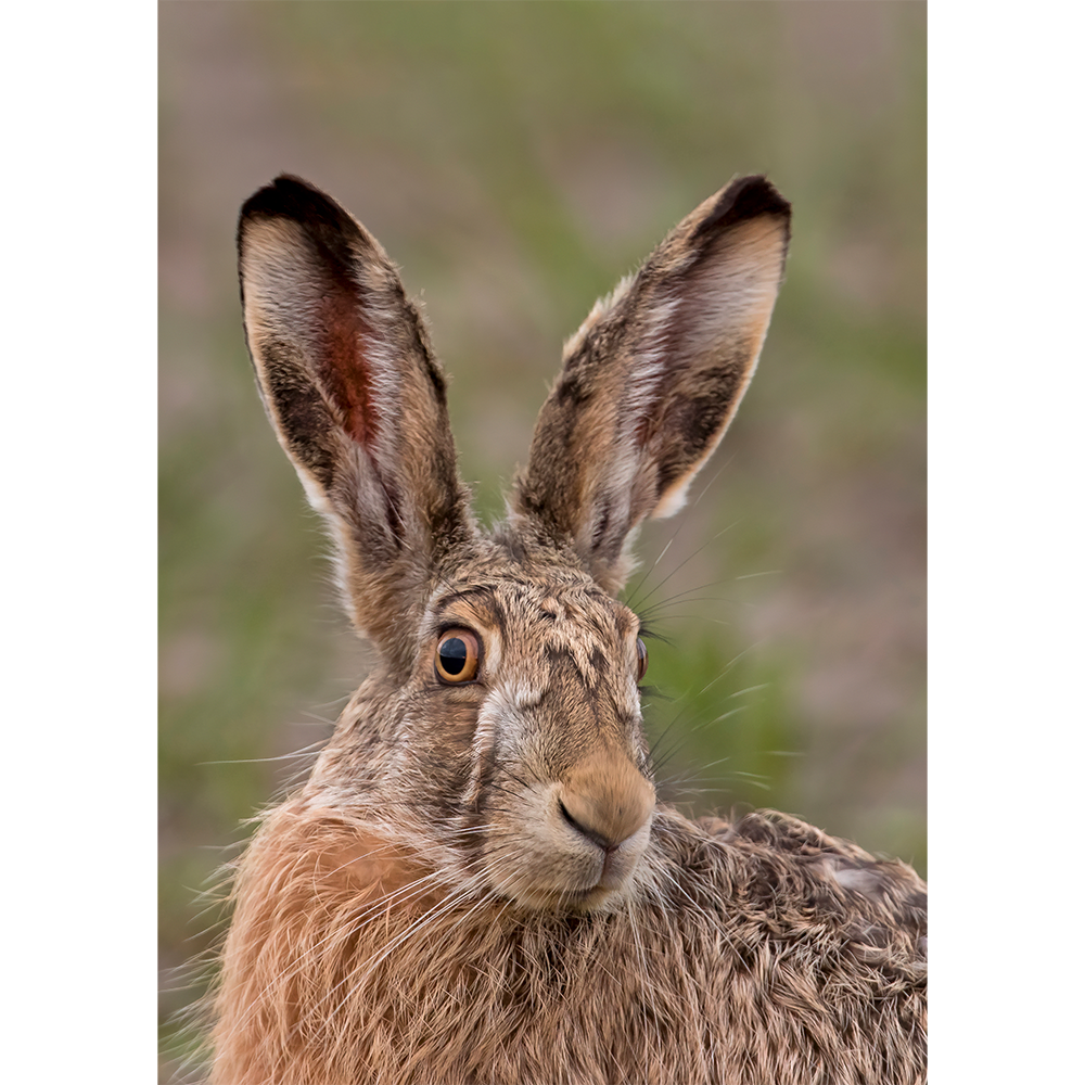 European Hare