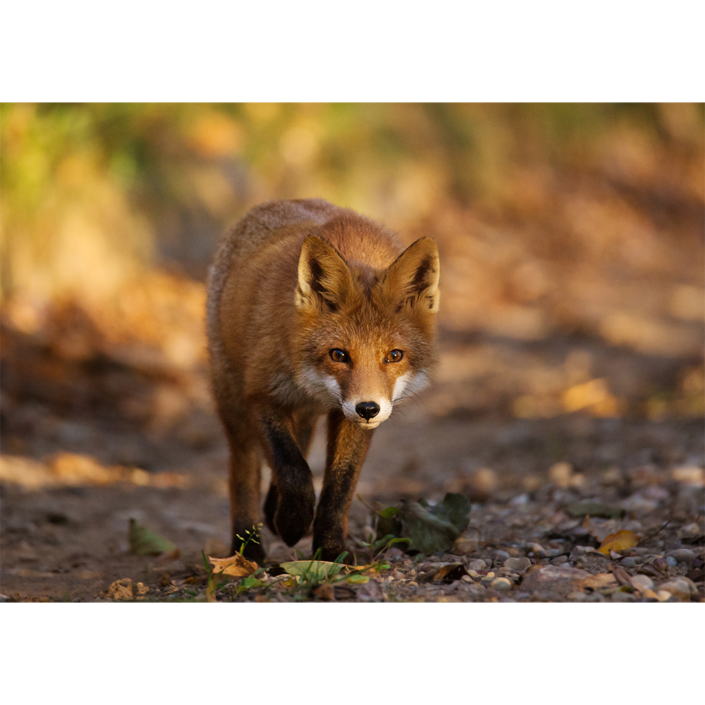 Fox in the Hunt