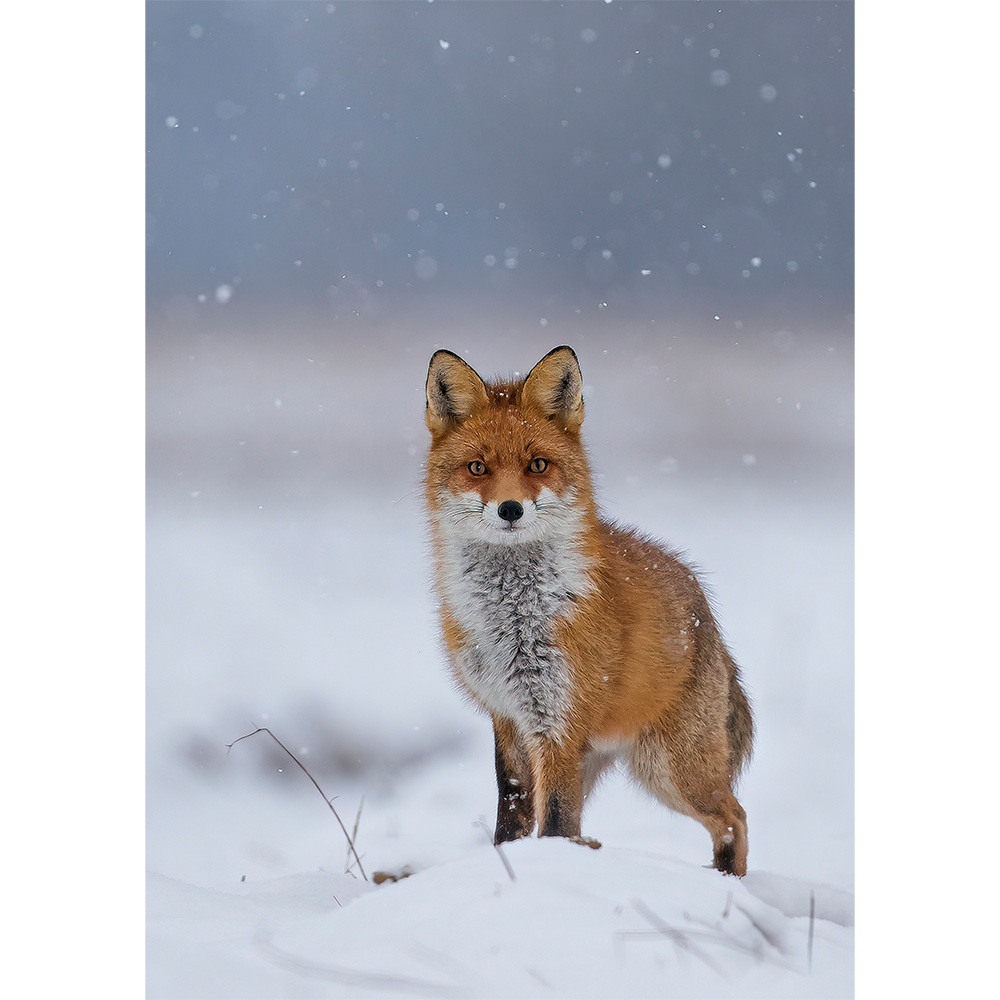 Fox