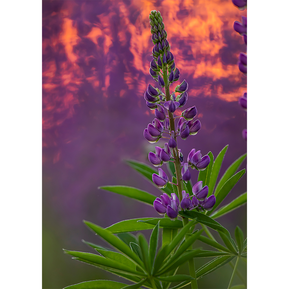 Lupine