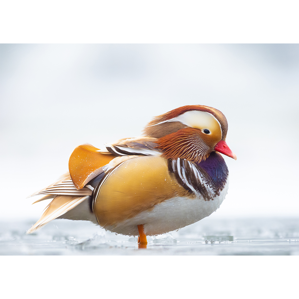 Mandarin Duck Post Stone