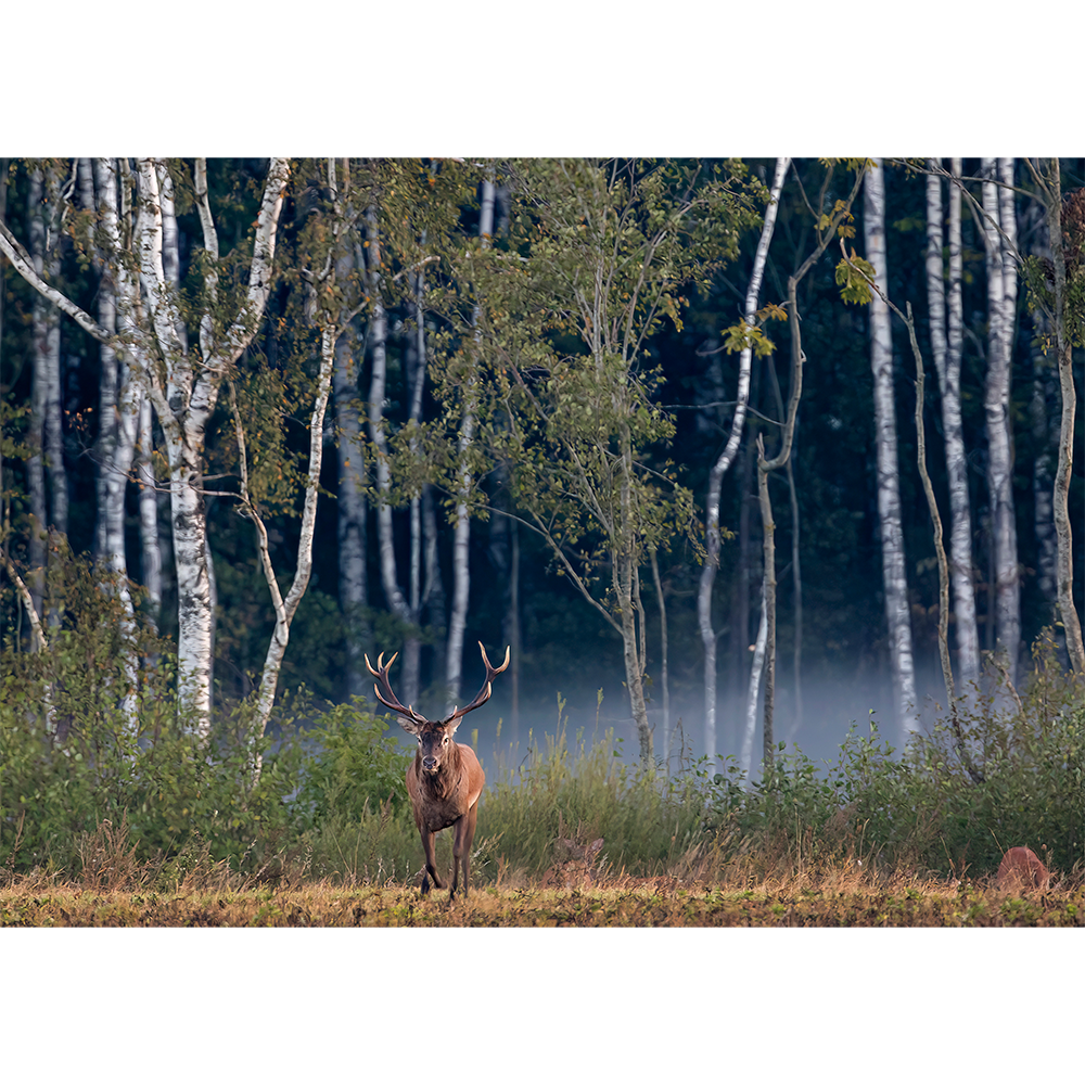 Red Deer Post Stone Red deer post stone