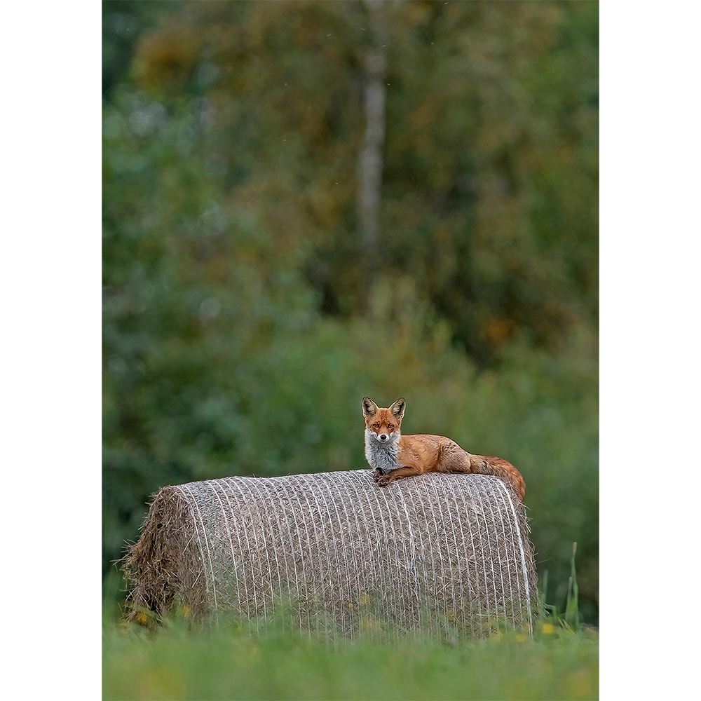 Red Fox