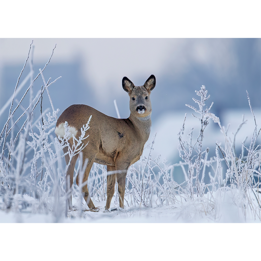 Roe Deer