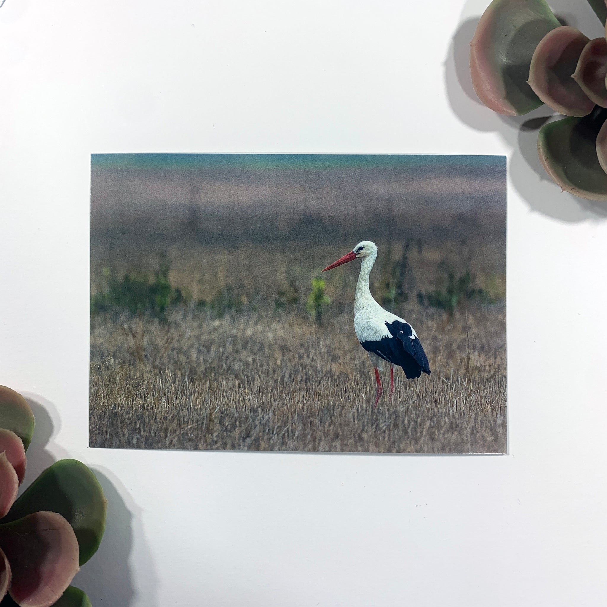 White Stork