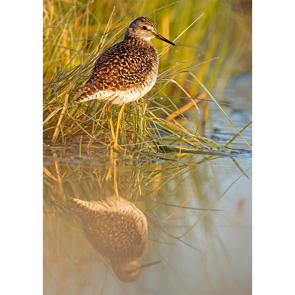 Wood Sandpiper